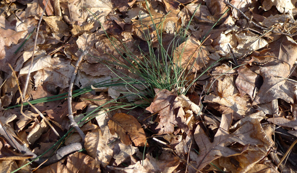 Garlic chives will grow all winter even under snow cover.