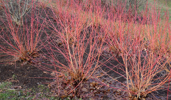 Red twig dogwood at its winter peak of color.