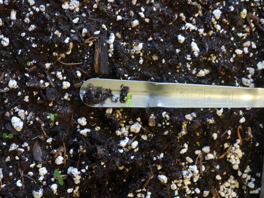 The broad end of a widger or nitpicker is used to gently get a seedling from the germinating soil and ready for transplanting. Though tiny, these seedlings have their first set of true leaves, indicating that they are ready for transplanting. ANDREW MESSINGER