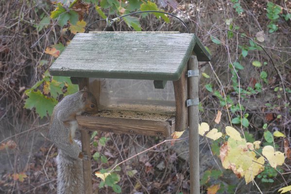 This squirrel has six different ways of getting to this feeder by jumping, dropping, climbing and sliding. Squirrel-proof feeders will prevent or discourage these attacks but watching their antics can be amusing ... and expensive. ANDREW MESSINGER
