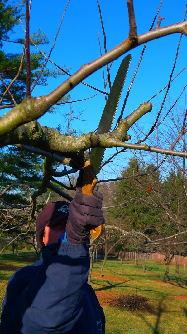 Pruning an apple tree with a $30 pruning saw.  This type of pruning takes practice, thought and a bit of planning.