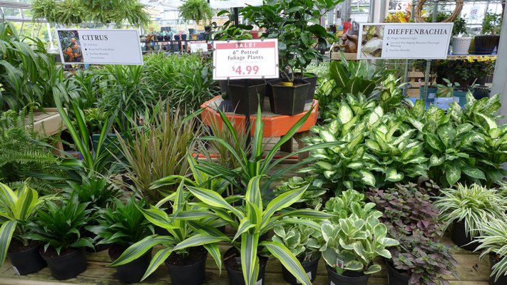 It's a great time of the year to get bargains on houseplants for the colder months. ANDREW MESSINGER