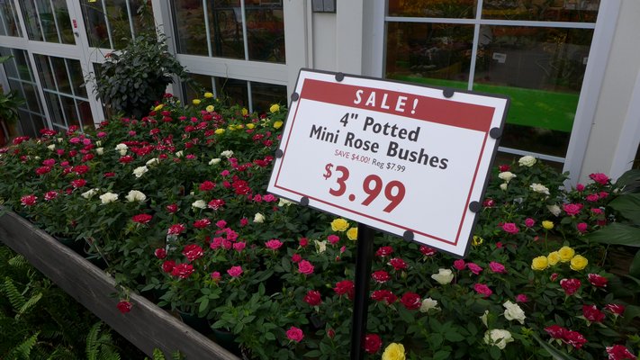 Miniature roses at bargain prices can be irresistible as houseplants, but watch out for spider mites. ANDREW MESSINGER