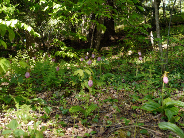 Do not try to transplant pink lady's slippers growing in the wild. They will not survive.  ANDREW MESSINGER