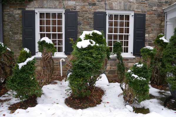 These mature boxwoods completely hide the front of this house in warmer months. But in the winter they are tied up to protect from snow, ice and wind damage The homeowners prefer the tied and bundled look to the wrapped and framed type of protection. The debate is: Which works better? ANDREW MESSINGER