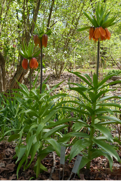 Fritillaries flower from mid-April to mid-May and are deer-, rabbit- and squirrel resistant. ANDREW MESSINGER