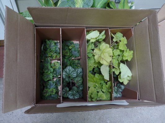 Bluestone Perennials ships potted plants in secure cardboard compartments. The plants arrive fresh, are easy to unpack and are well developed. ANDREW MESSINGER