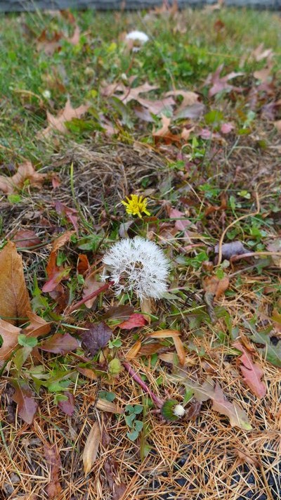 Not exactly what you'd expect for Christmas? Dandelions flowering and seeding in December. ANDREW MESSINGER