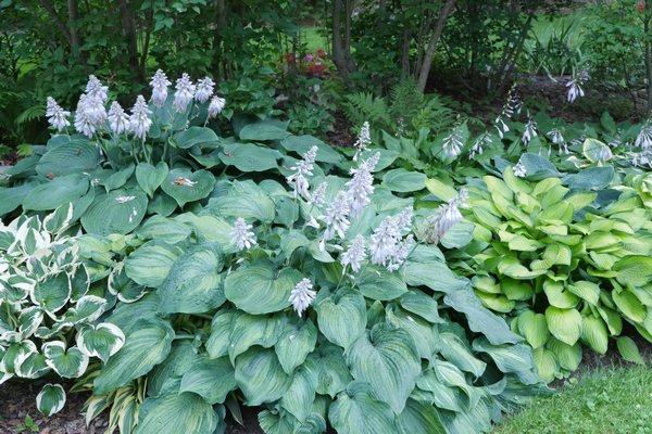 A hosta garden design presents many challenges because there are elements of foliage color, foliage texture, foliage height as well as the flower color, height and time of flowering. ANDREW MESSINGER