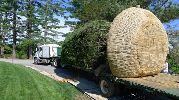 A 30-foot-tall white pine,weighing approximately 28,000 pounds, was  tied, balled and burlapped and ready to be off-loaded and planted.   ANDREW MESSINGER