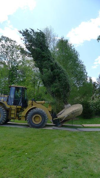 Once off the trailer, the tree has to be carefully moved to the planting site.   ANDREW MESSINGER