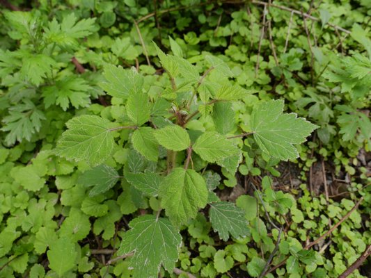 Poison ivy often grows up tree trunks. Note the color variation from glossy red to green. BY ANDREW MESSINGER