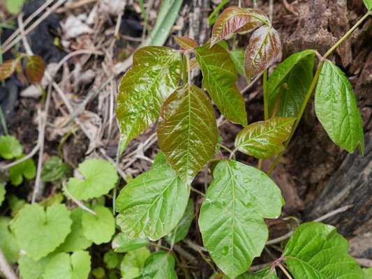 As new poison ivy foliage (top center) emerges in the spring, it can be red, green or a blend of the colors on the foliage. However, there are always three leaves. BY ANDREW MESSINGER