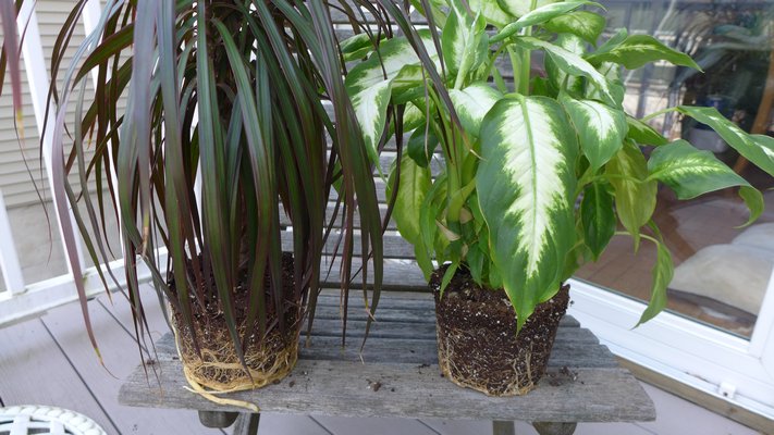 Note that the roots of the Dracaena, at left, are going in circles with little soil visible. The Dieffenbachia roots are much thinner, but this plant will grow much faster and will remain fully leafed out if repotted. ANDREW MESSINGER