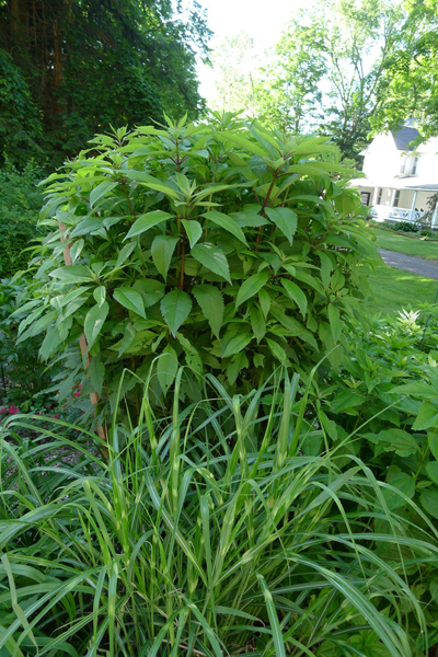 There are three stakes and three rows of jute twine in this Joe Pye weed, but only one stake is visible.   ANDREW MESSINGER