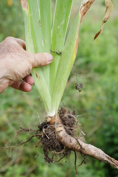 The iris "fan" is dug with rhizome and roots intact. ANDREW MESSINGER