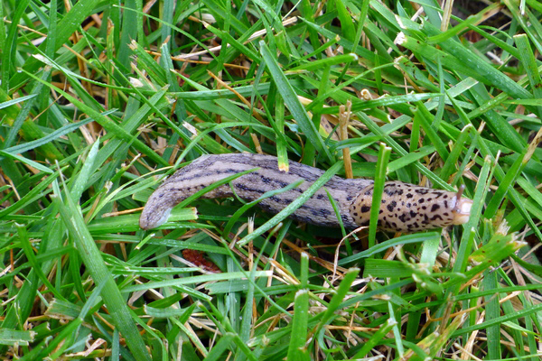 A leopard slug slimes across the lawn. Slugs and snails can both damage fruits, vegetables and ornamentals .  ANDREW MESSINGER