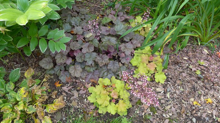 Heuchera caramel, left, seems to fade after the first year and needs replanting while beaujolais, center, is very robust and lasts for years. When both are at their best they make a great combination. ANDREW MESSINGER