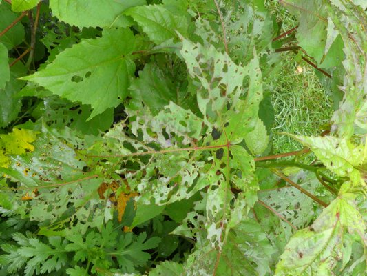 Foliage on the perennial hibiscus "Cherry Brandy" has been Swiss-cheesed by Japanese beetles. ANDREW MESSINGER