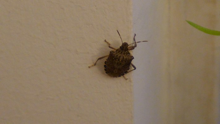 This stink bug entered a home by squeezing under a sliding door threshold. If can be removed with a vacuum cleaner or by gently pushing into a cup and taken outdoors. If crushed or irritated, it stinks. ANDREW MESSINGER
