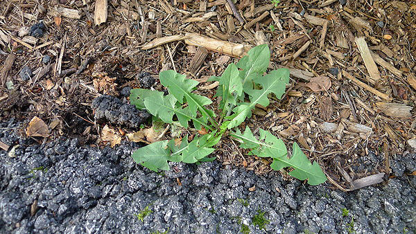 A dandelion plant at the edge of a mulched bed and sidewalk.  A perennial, this dandelion won’t flower the first year, but next year will produce several yellow flowers with the potential for thousands of seeds.   ANDREW MESSINGER