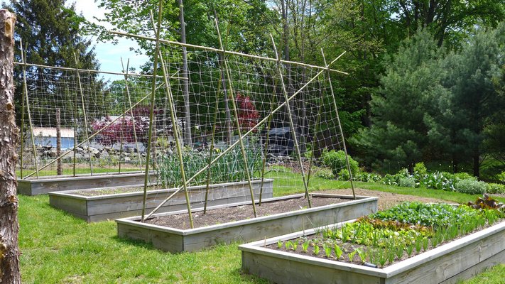 This long pole and 6-by-6-inch netting is a dead giveaway for pole beans that will emerge from the raised beds any minute. The triangular design allows the beans to grow on four sides, thus doubling the yield of a single-sided trellis. ANDREW MESSINGER