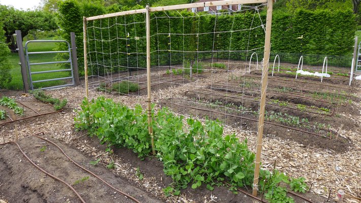 If peas aren’t allowed to climb and cling. they become very unproductive. Here they are climbing up a 6-by-6-inch square weave trellis on a wooden frame. ANDREW MESSINGER