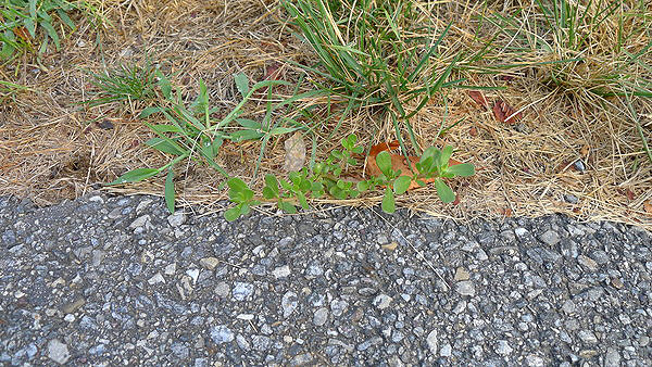 Crabgrass and purslane fill in the gap at the driveway edge. Purslane will survive and reroot if pulled but left in the garden. Each leaf is also capable of rooting and regeneration if the parent plant is cut or chopped.  ANDREW MESSINGER