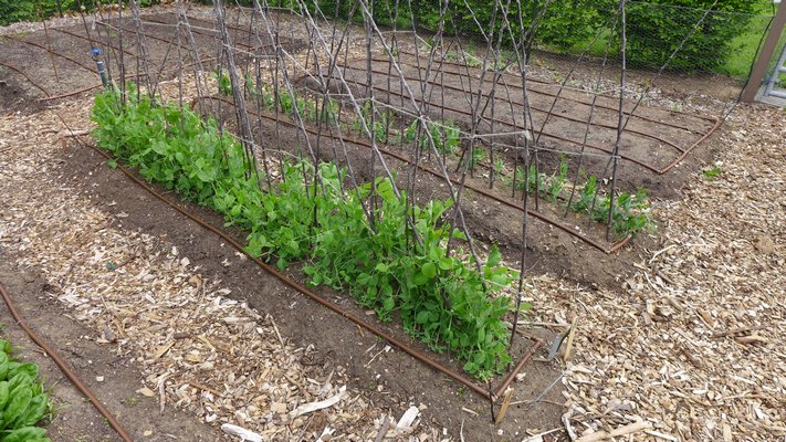 These peas are growing up an applewood twig and natural jute twine trellis. The apple comes from orchard thinnings and makes a very strong stake. The vines, such as those in the center, occasionally need some human interaction. The back line of peas was sown two weeks later. ANDREW MESSINGER