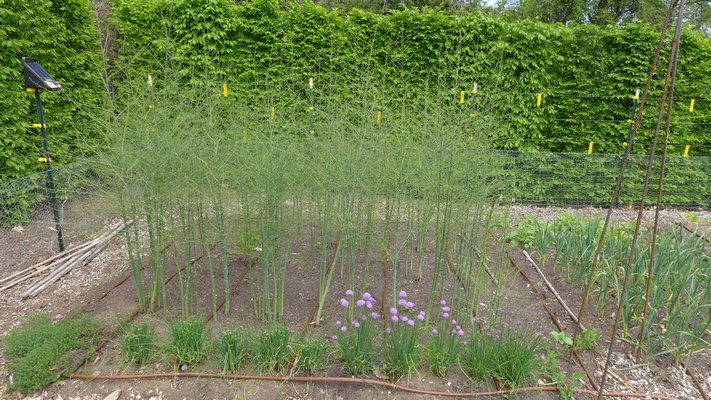 This is a two year old asparagus patch in the northeast corner of a garden. Harvesting is being held off until the third year. This is about what your plants should look like in mid to late May.  ANDREW MESSINGER