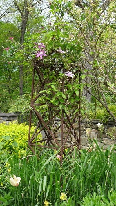 This iron obelisk supports a clematis, and as the season progresses the iron becomes invisible as the clematis and surrounding plants fill in. By late summer the clematis seems to float above the garden. ANDREW MESSINGER