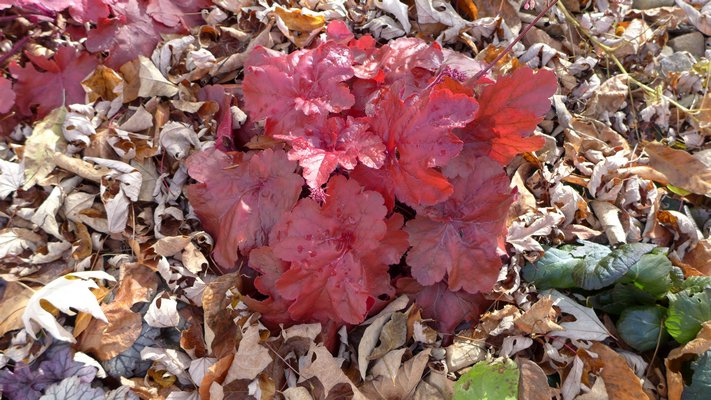 Heuchera fire alarm glows among the leaves even after a late October frost. ANDREW MESSINGER