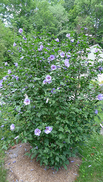 Lightly pruned Rose of Sharon shrubs bloomed profusely.   ANDREW MESSINGER