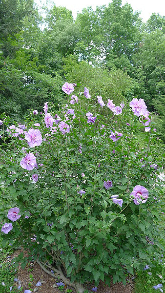 Lightly pruned Rose of Sharon shrubs bloomed profusely.   ANDREW MESSINGER