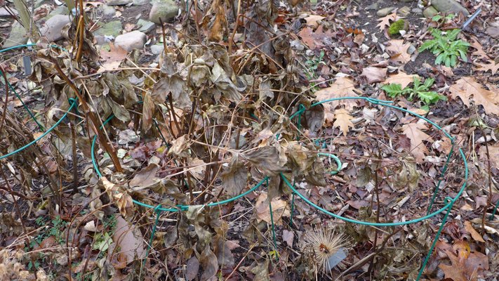 Dead peony foliage can carry diseases from year to year and should be removed. Hoops should be pulled and stored for the winter. ANDREW MESSINGER