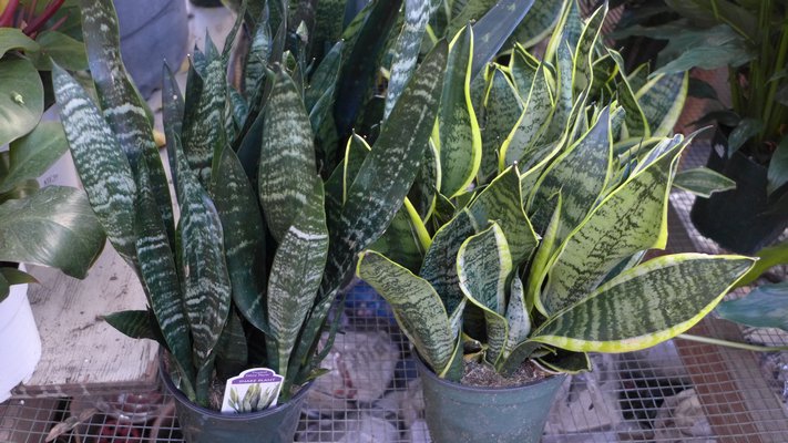 The snake plants also called the "mother-in-law's-tongue" or barbershop plant. It grows in low light and is virtually indestructible. ANDREW MESSINGER