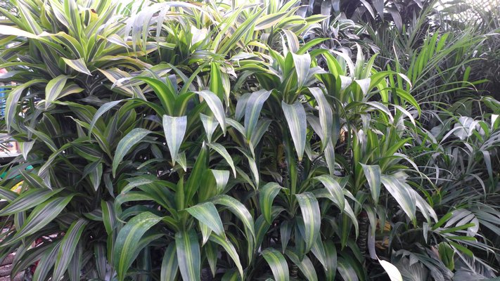 There are a number of dracaenas that make excellent low light house plants. When leggy, the canes can be cut in the spring to force new growth lower on the cane. ANDREW MESSINGER