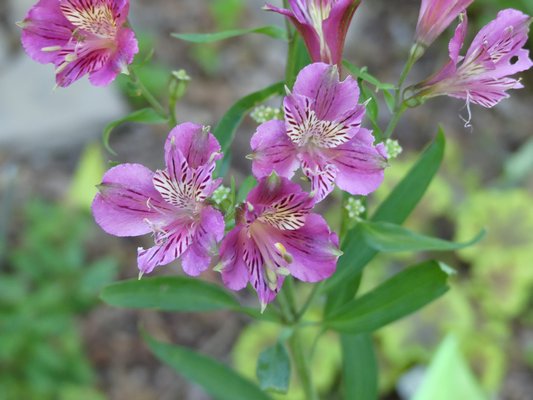 Alstromeria "Mauve Majesty," also known as the Peruvian lily, was once questionably hardy on the East End, but now seems quite reliable as a new garden perennial. ANDREW MESSINGER
