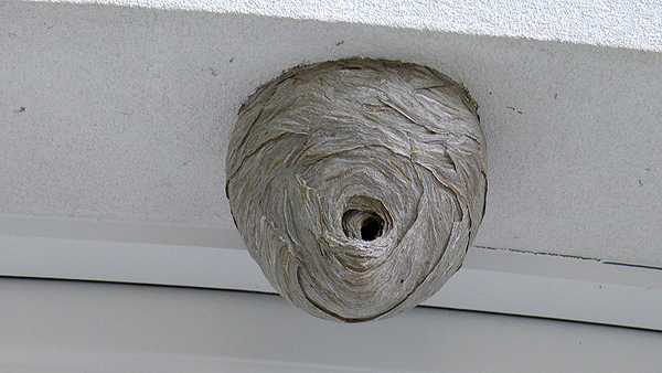 Wasps in this nest over a garage were in residence from May through late August with no stinging issues.  ANDREW MESSINGER