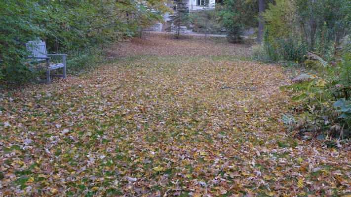 Leaves should not be allowed to sit on lawns. If left in place they mat down and kill the grass. Reuse them as mulch or compost. ANDREW MESSINGER