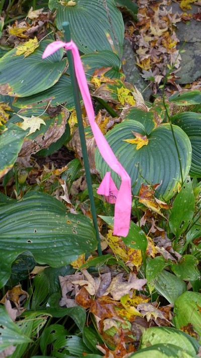 This hosta bed has a staked ribbon with a note on it for a spring plant move. Not suitable in every garden, but this leaves a lasting physical note in the garden that serves as a reminder next spring. ANDREW MESSINGER