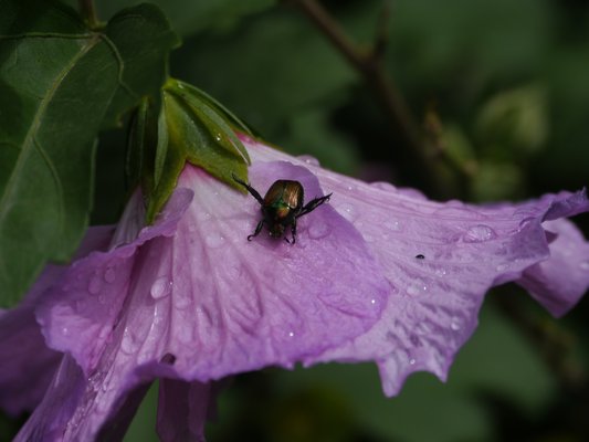 An adult Japanese beetle about to feed on a rose of sharon flower. JB's find all flowers in this family, which also includes hollyhock and hibiscus, irresistible. ANDREW MESSINGER