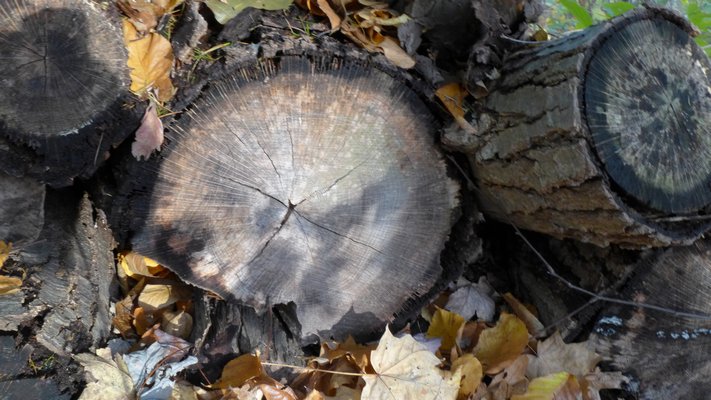 Radial splitting of cut wood is a good indication that wood is dry enough to be burned in a stove or fireplace. ANDREW MESSINGER