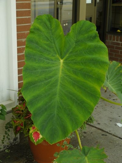 Elephant ears can be dramatic in pots but this huge 4-foot-leaved type seems a bit out of place in a much smaller 18 inch pot. ANDREW MESSINGER