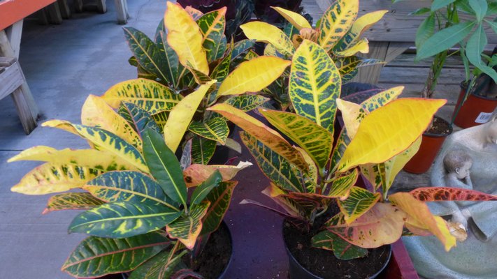 Crotons need very specific care, and variations in temperature can result in bacon-crispy brown foliage. ANDREW MESSINGER