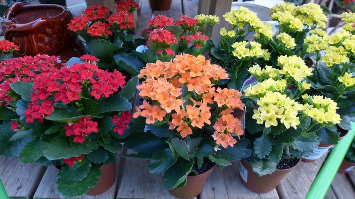 Kalanchoes can offer a splash of color for the holidays,but they are very short-ived and have to be considered disposable. ANDREW MESSINGER