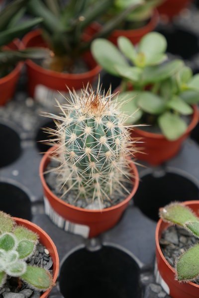 This cactus in a 1-inch "thumb pot" is an inexpensive way to start a collection for only a couple of bucks a plant. Note the areole at the base of the spines clearly defining this plant as a cactus. ANDREW MESSINGER
