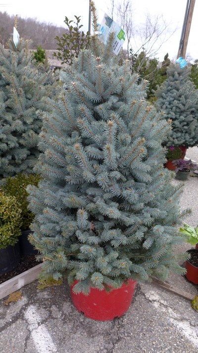 A 6-foot-tall potted blue spruce will run more than $200 and while a beautiful tree, it won't do well if exposed to salt spray near the bays or ocean. ANDREW MESSINGER