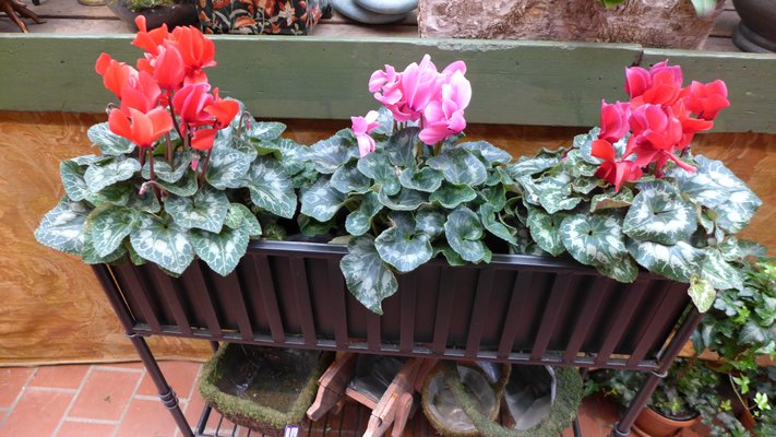 Standard cyclamens can be at least 12nches tall and as much across. They like to be kept cool and neglected,but are great holiday performers. ANDREW MESSINGER