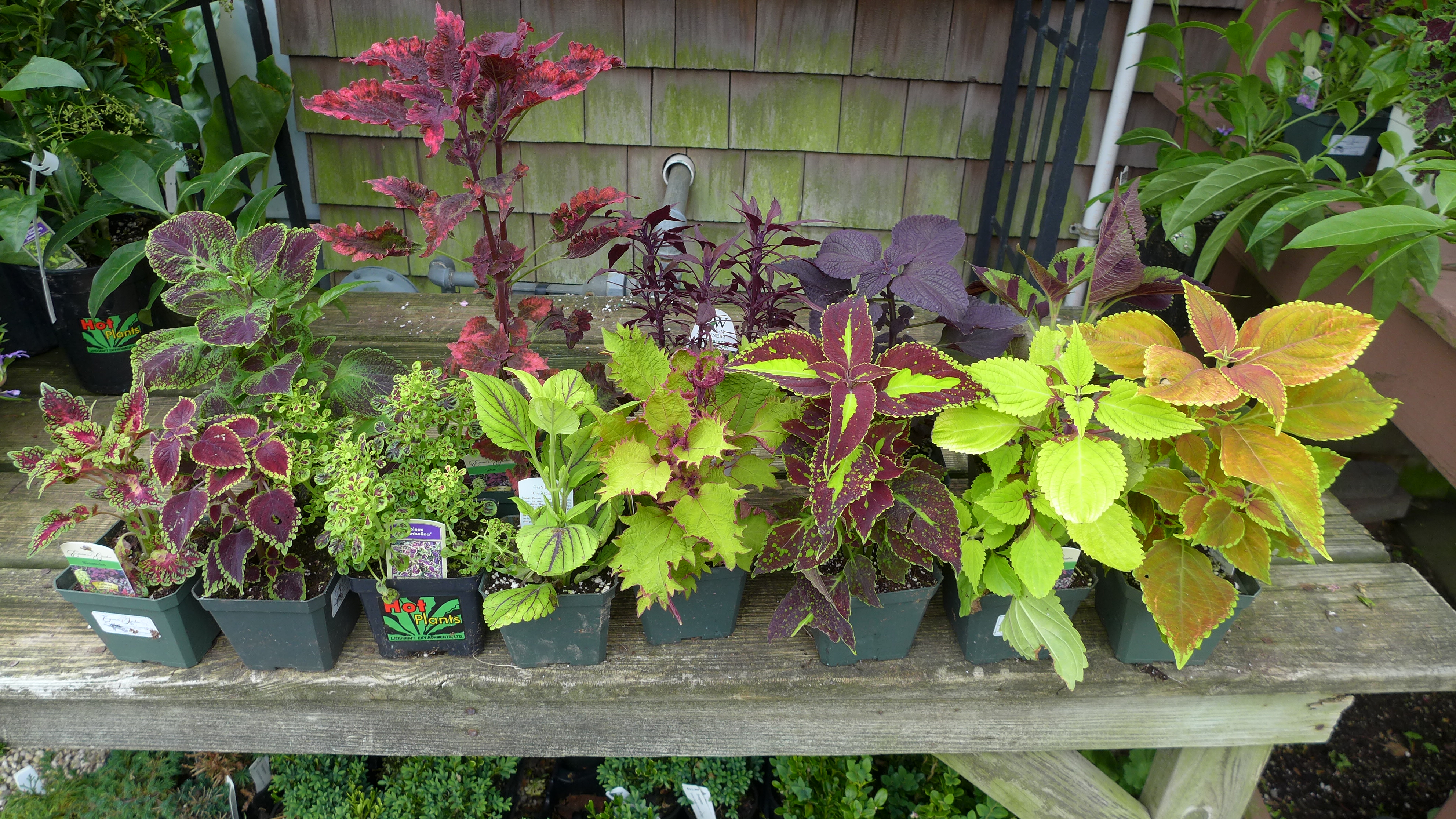 Coleus can make great houseplants in bright light, and nearly 20 varieties are available. The taller red plant in the back left would be a great candidate for a "standard" when trimmed back to a single stem and with the lower foliage removed. ANDREW MESSINGER